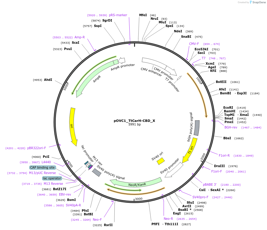 131179-plasmid-map-sequence-id-256832