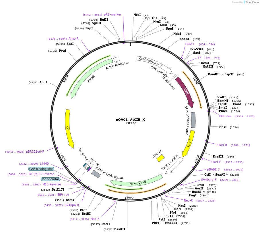 131181-plasmid-map-sequence-id-256840