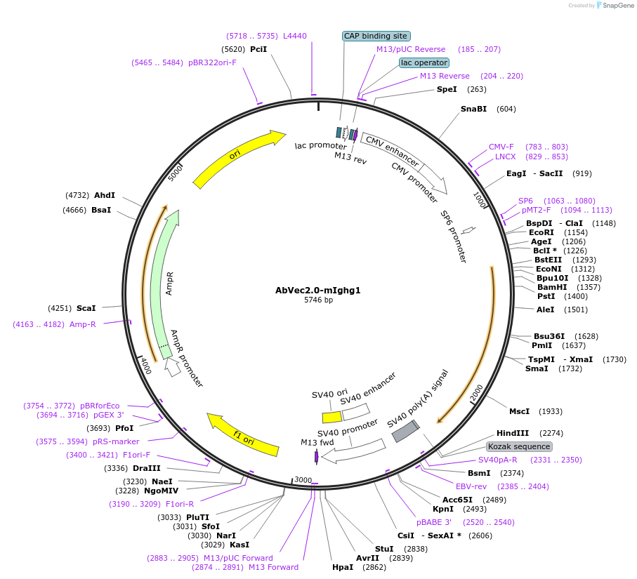 127158-plasmid-map-sequence-id-256842