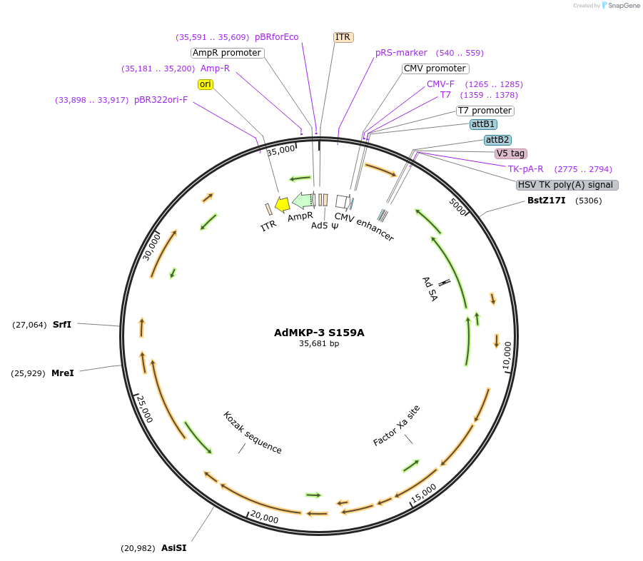 131520-plasmid-map-sequence-id-256844