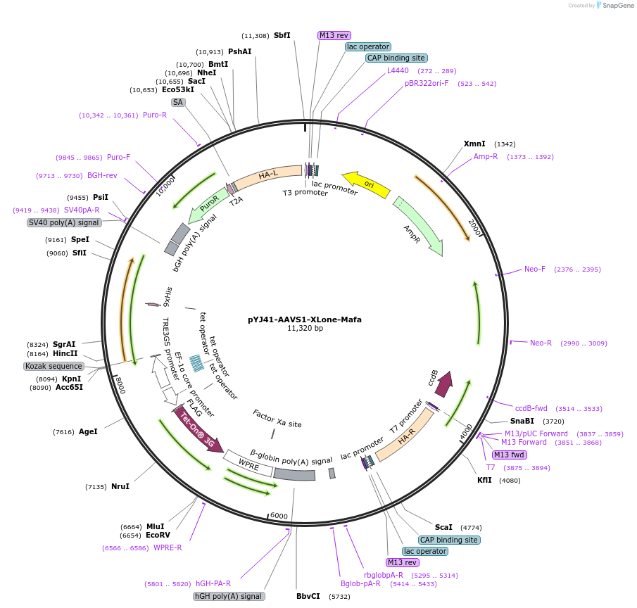 131084-plasmid-map-sequence-id-256890