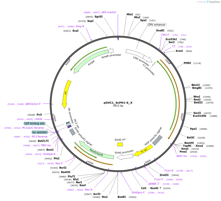 131184-plasmid-map-sequence-id-256892