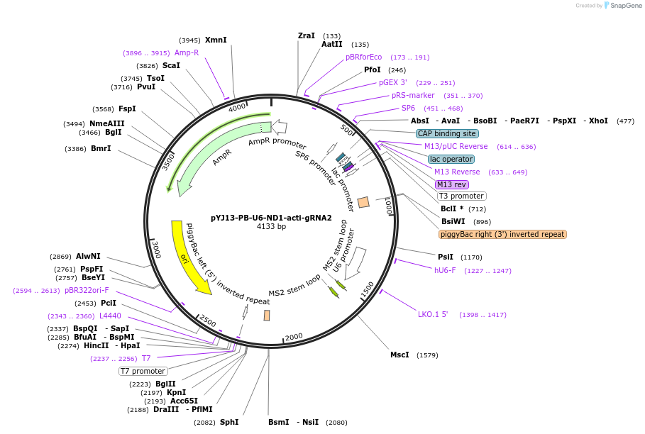 131057-plasmid-map-sequence-id-256893