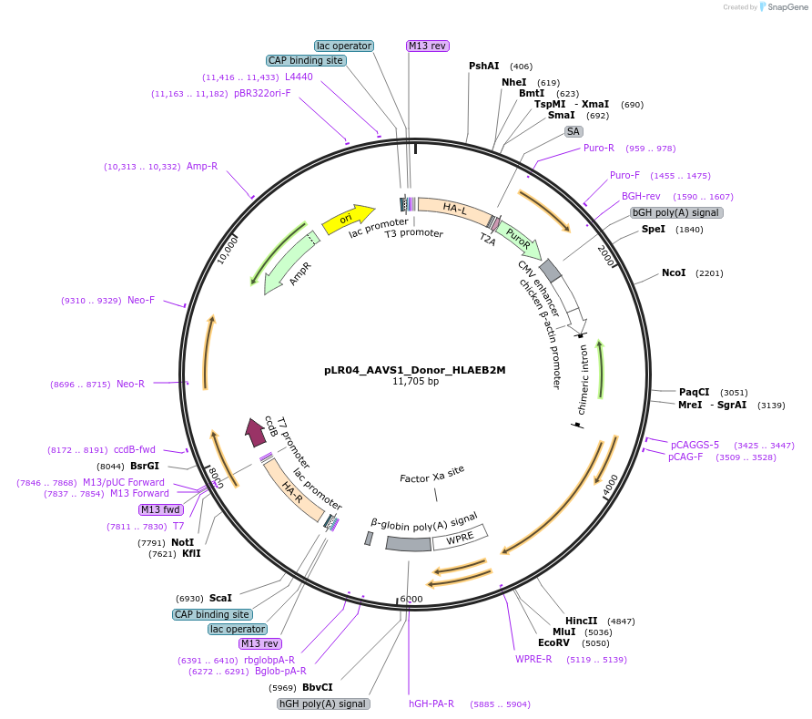 131089-plasmid-map-sequence-id-256901