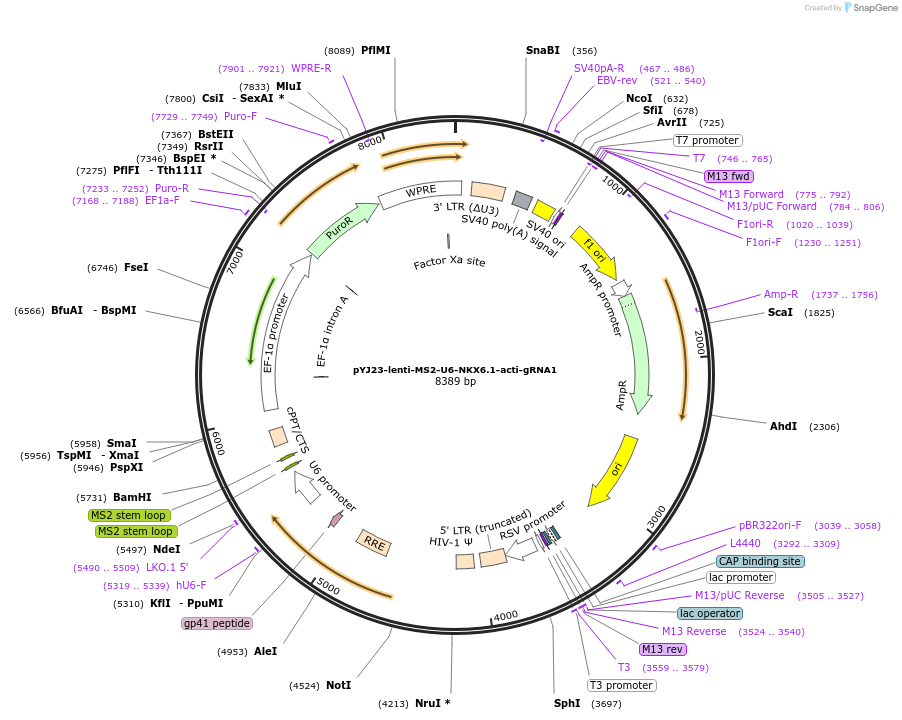 131067-plasmid-map-sequence-id-256902
