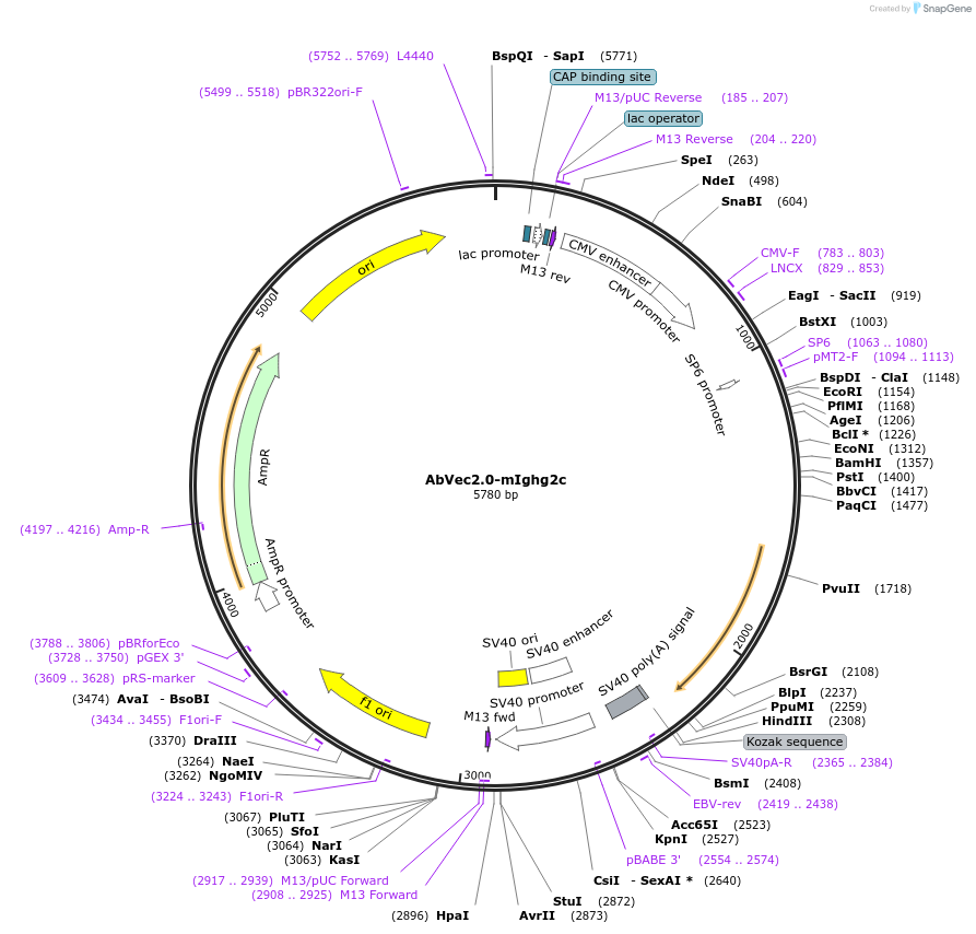 127159-plasmid-map-sequence-id-256903
