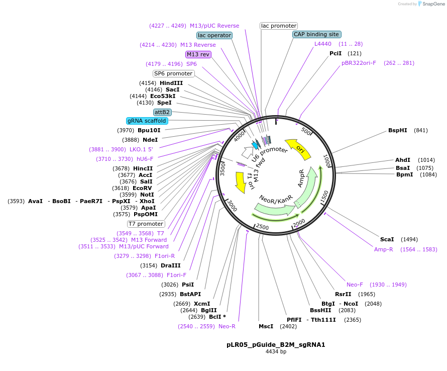 131090-plasmid-map-sequence-id-256909