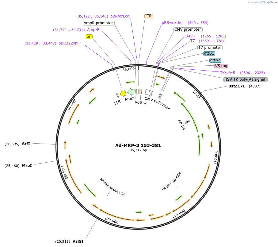 131524-plasmid-map-sequence-id-256919