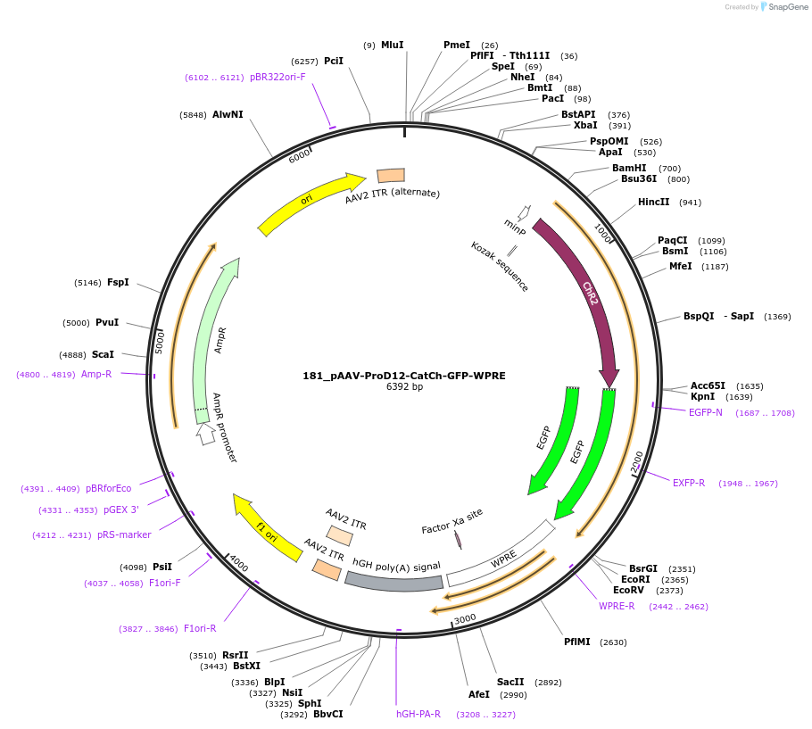 125988-plasmid-map-sequence-id-256923