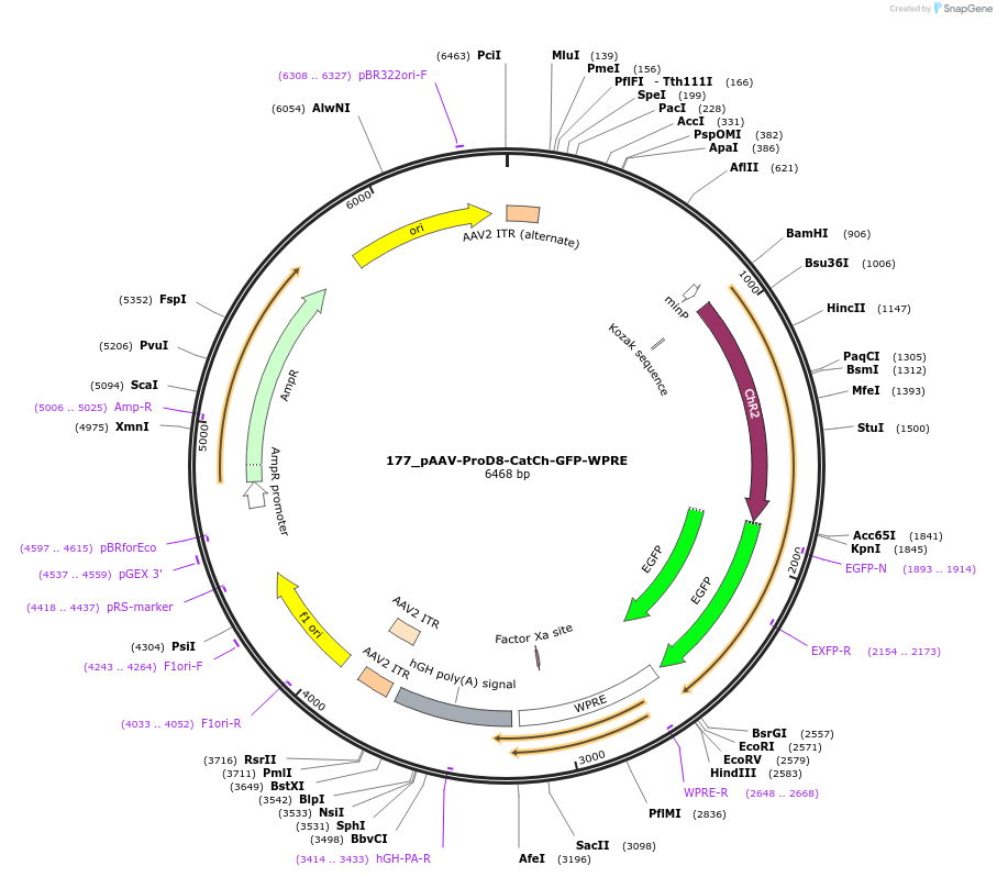 125984-plasmid-map-sequence-id-256934