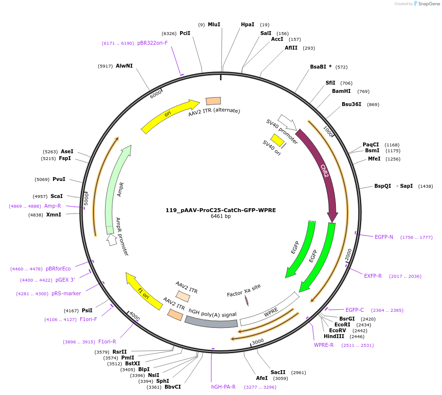 125960-plasmid-map-sequence-id-256938