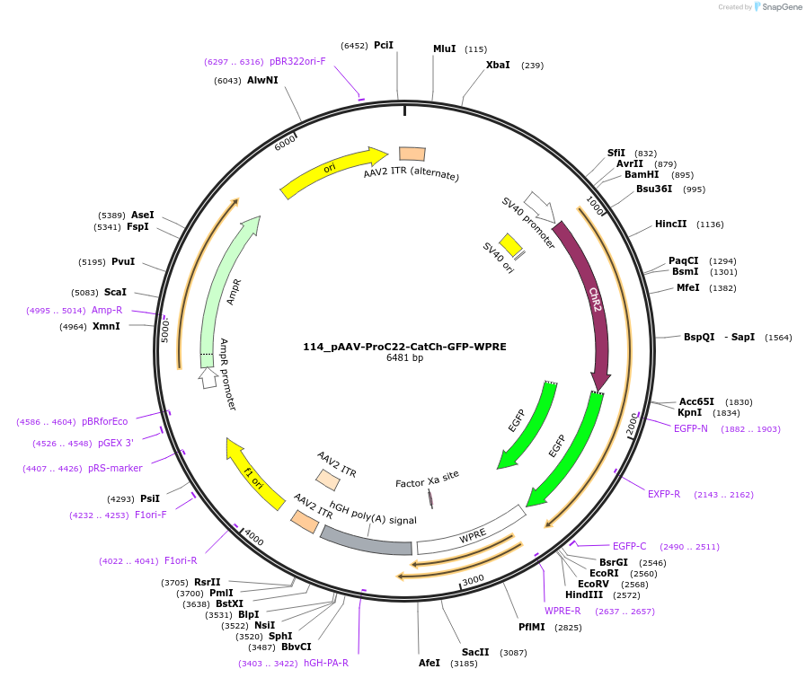 125957-plasmid-map-sequence-id-256942