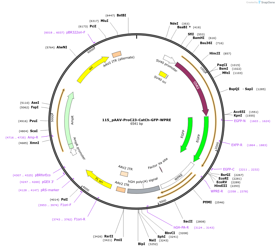 125958-plasmid-map-sequence-id-256947