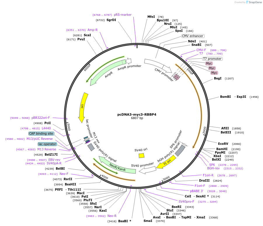 20715-plasmid-map-sequence-id-256952