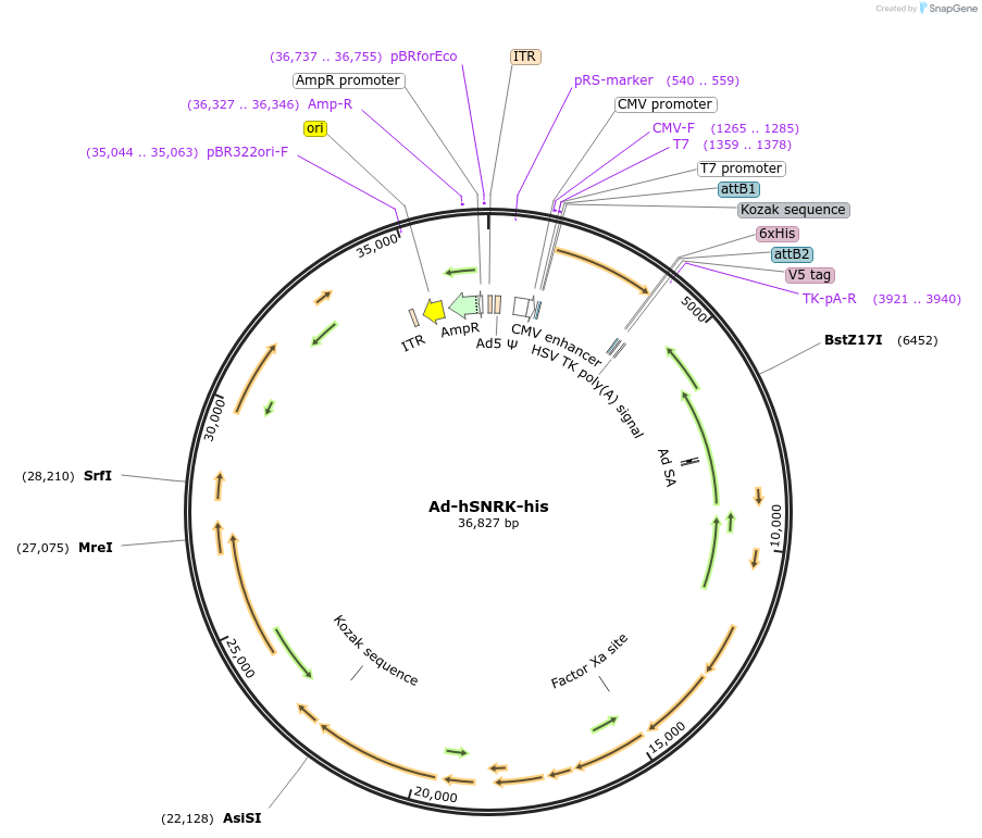 131580-plasmid-map-sequence-id-256976