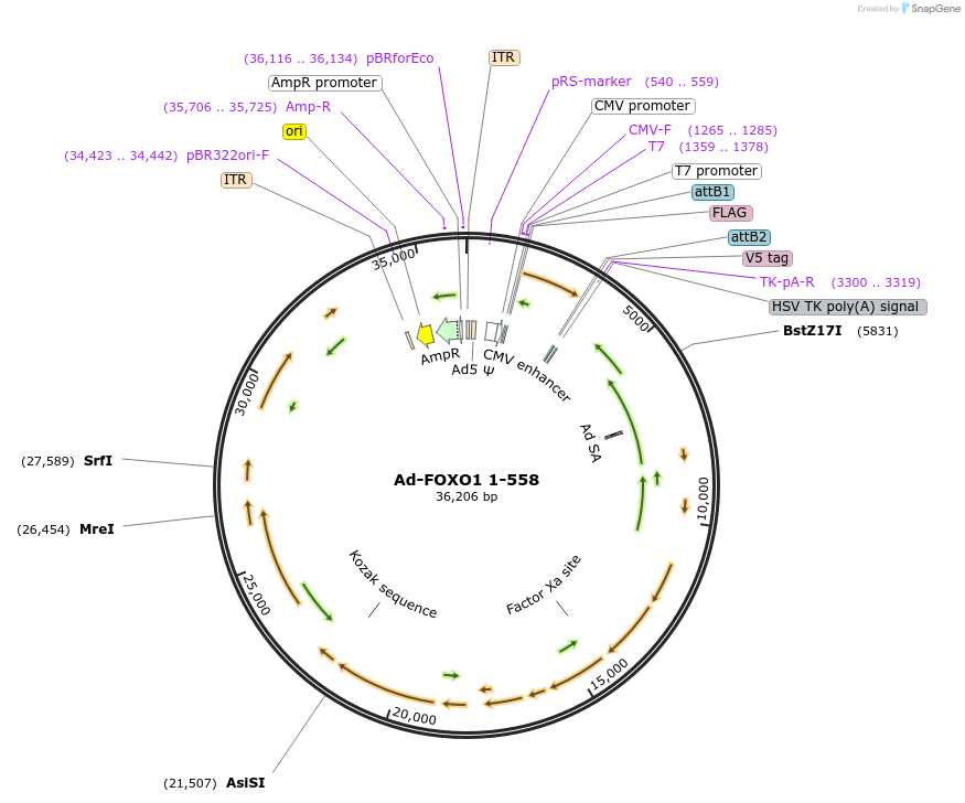 131531-plasmid-map-sequence-id-256980