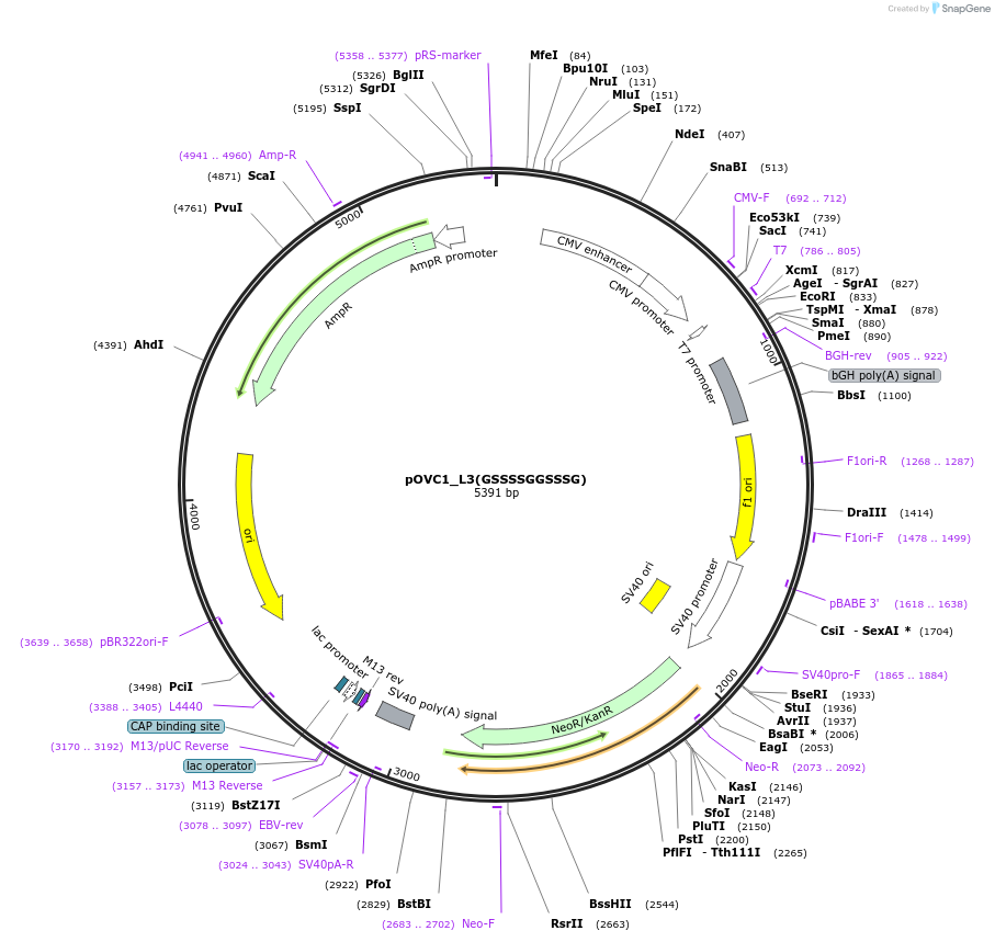 131210-plasmid-map-sequence-id-256981