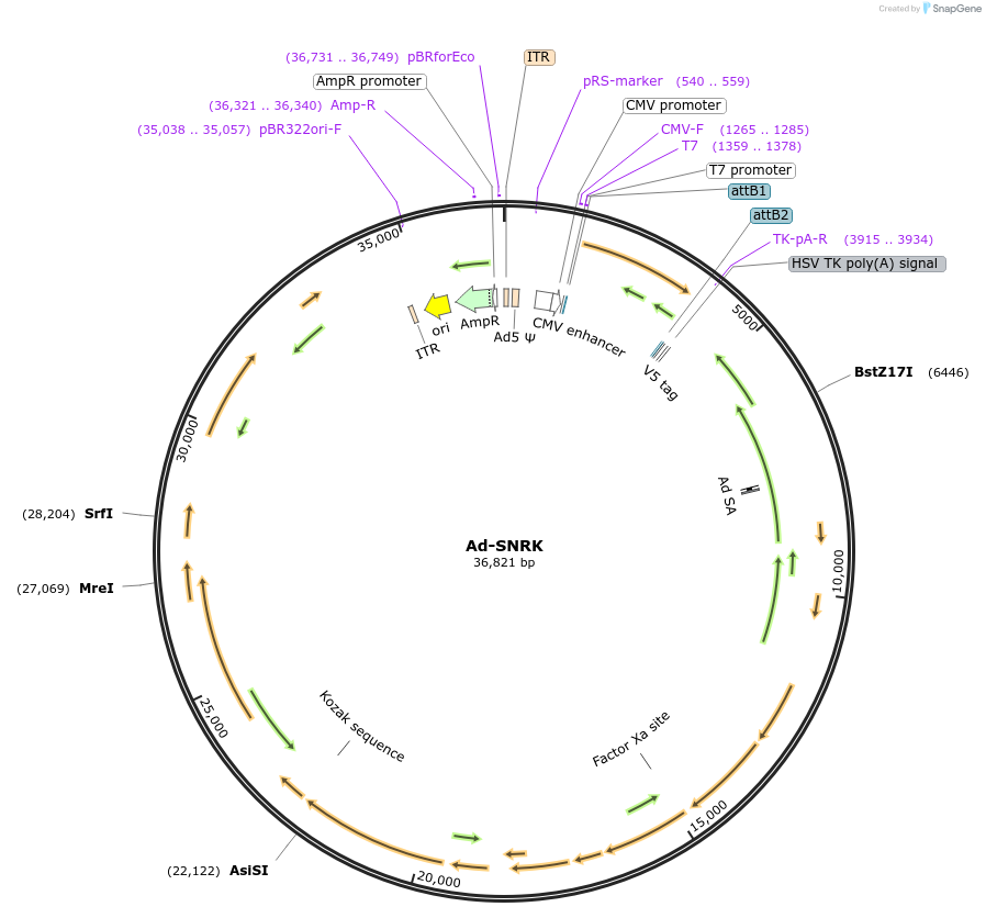 131539-plasmid-map-sequence-id-256982