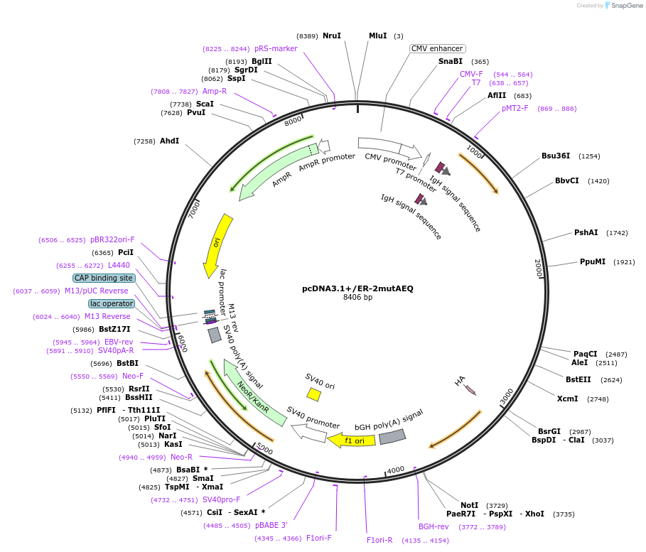 45541-plasmid-map-sequence-id-256983