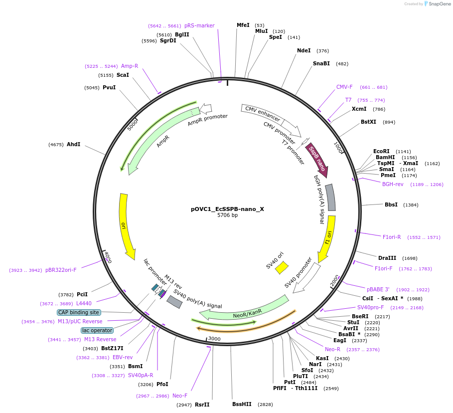 131212-plasmid-map-sequence-id-256987