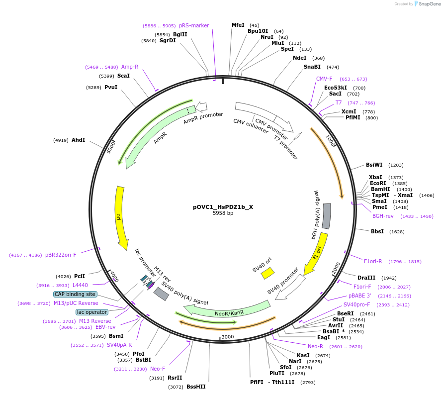 131214-plasmid-map-sequence-id-257001