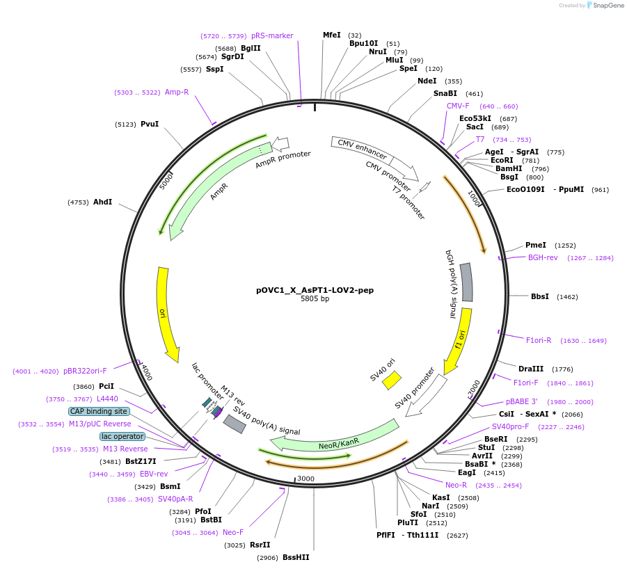 131215-plasmid-map-sequence-id-257002