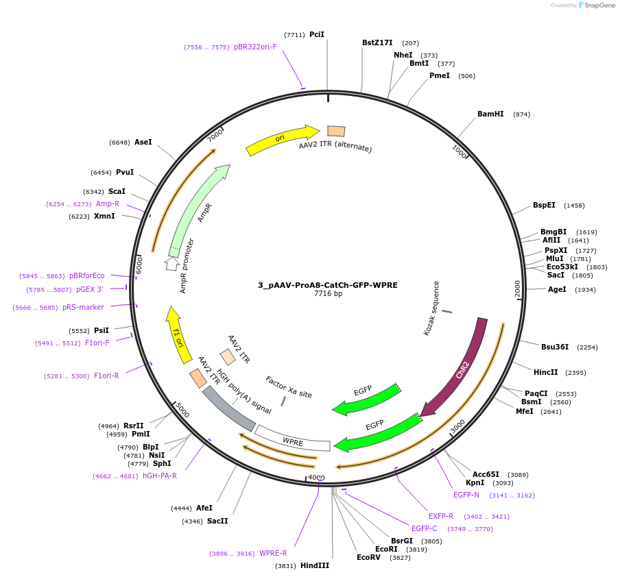125892-plasmid-map-sequence-id-257004