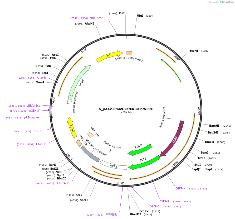 125893-plasmid-map-sequence-id-257005