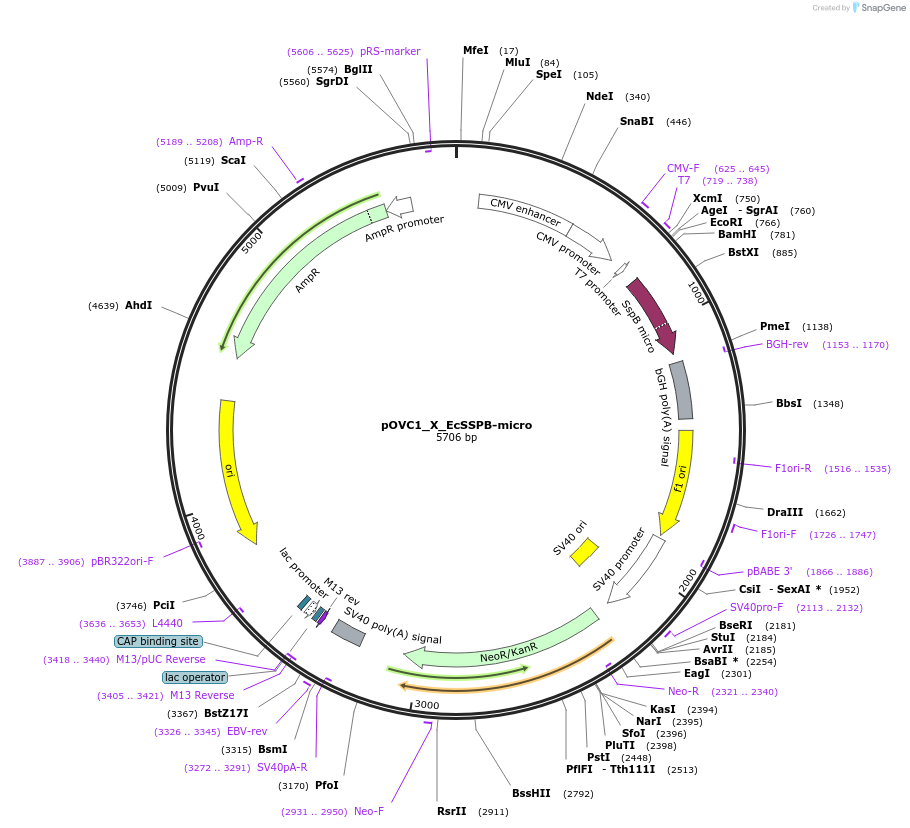 131218-plasmid-map-sequence-id-257008