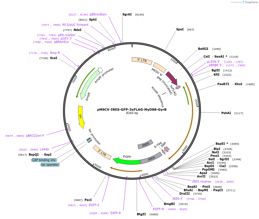 131350-plasmid-map-sequence-id-257011