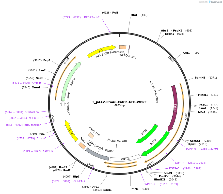125890-plasmid-map-sequence-id-257016