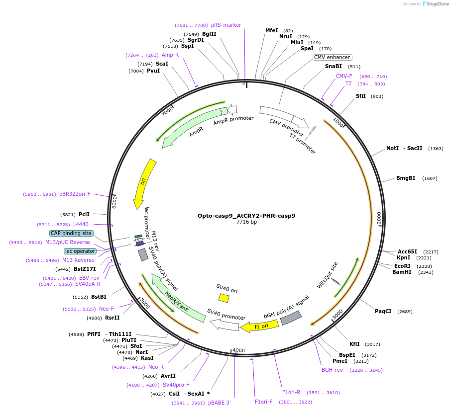 131221-plasmid-map-sequence-id-257019