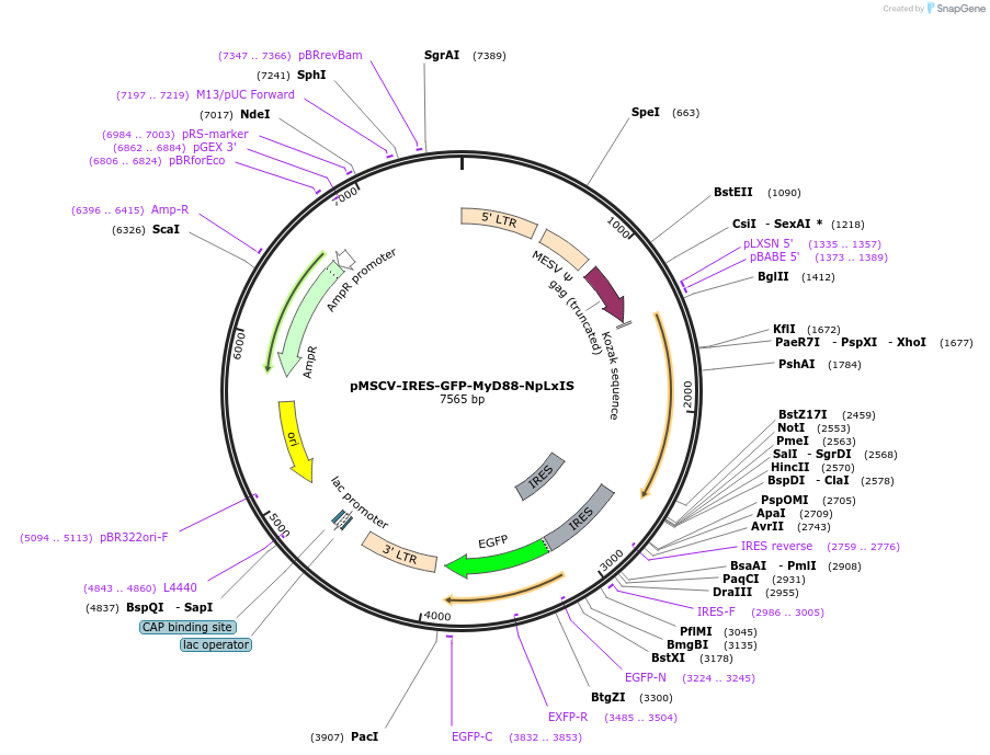 131347-plasmid-map-sequence-id-257020