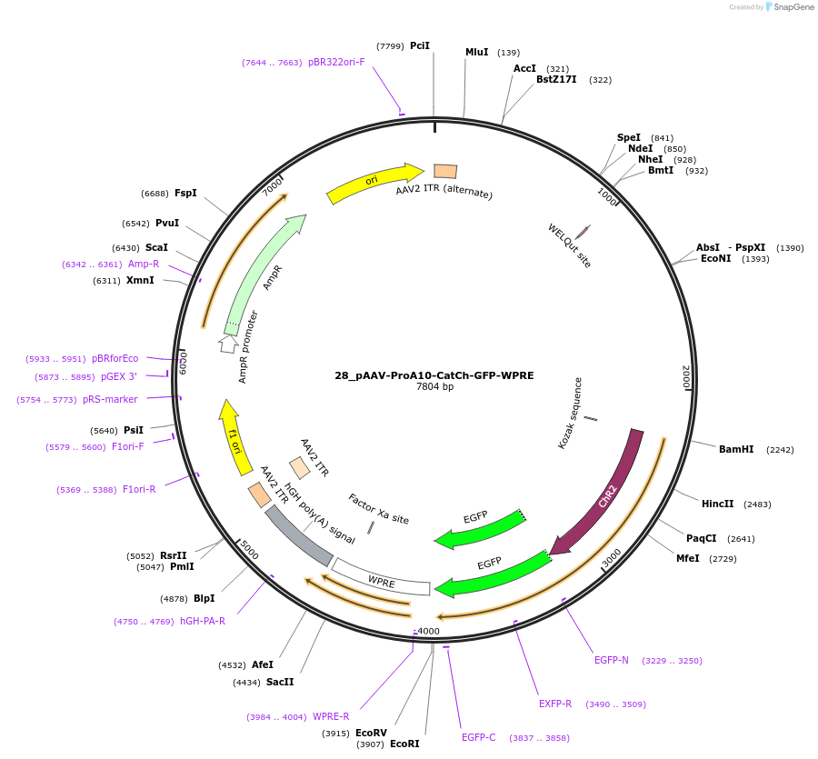 125894-plasmid-map-sequence-id-257021