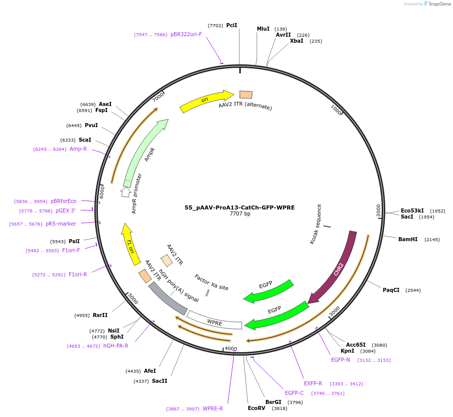 125896-plasmid-map-sequence-id-257030