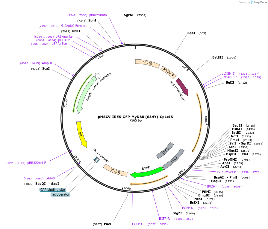 131349-plasmid-map-sequence-id-257032