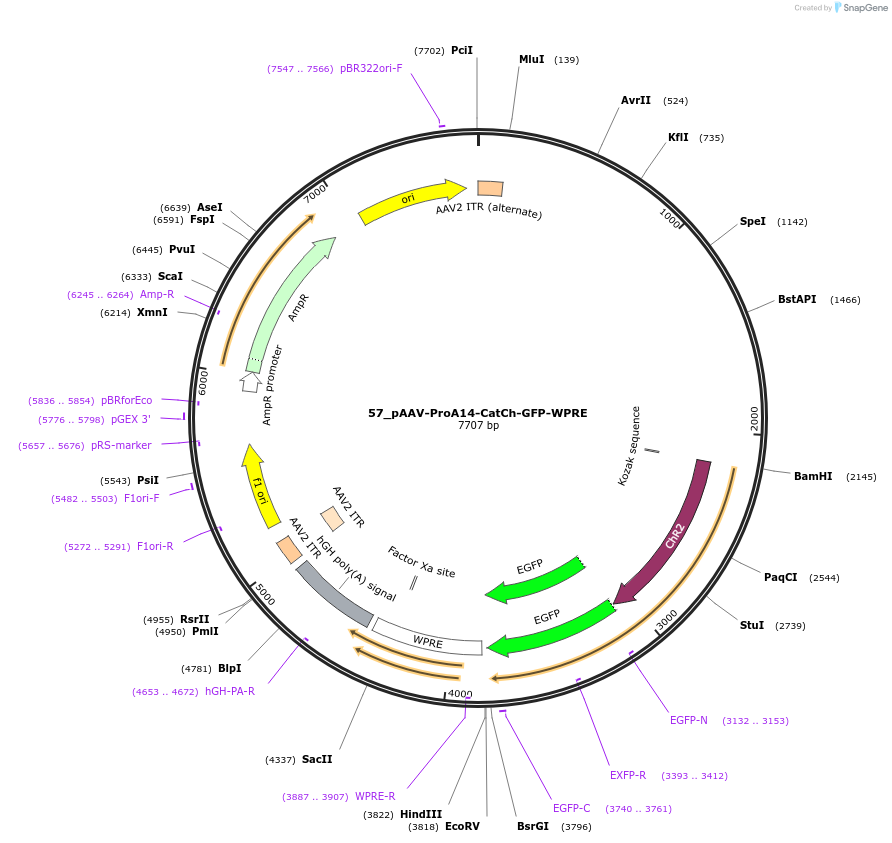 125897-plasmid-map-sequence-id-257057