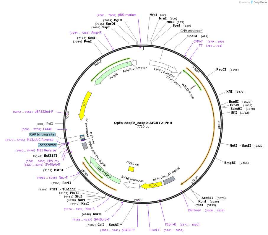 131223-plasmid-map-sequence-id-257059