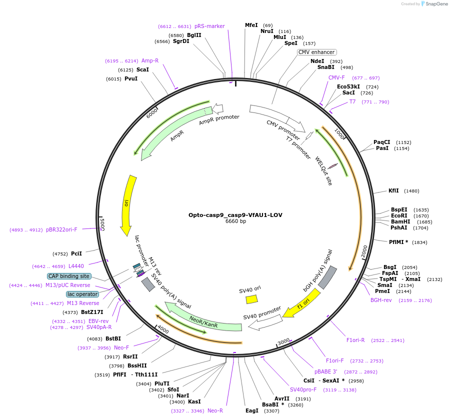 131222-plasmid-map-sequence-id-257061