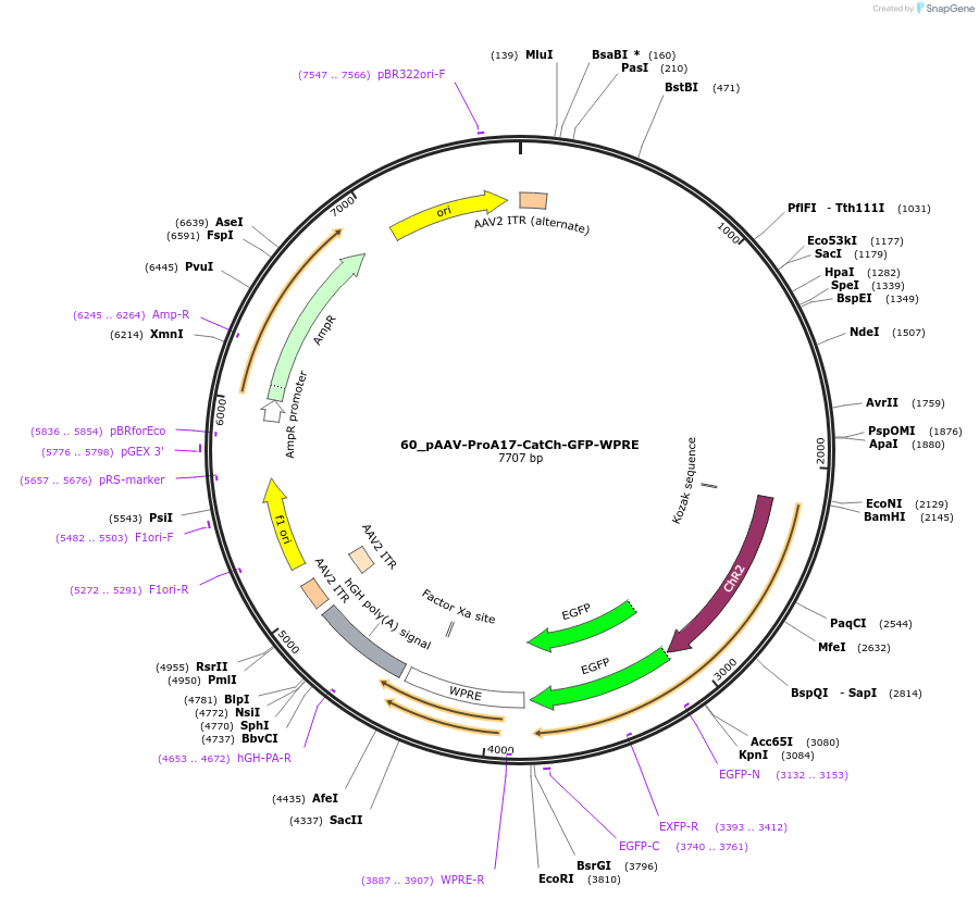 125900-plasmid-map-sequence-id-257067