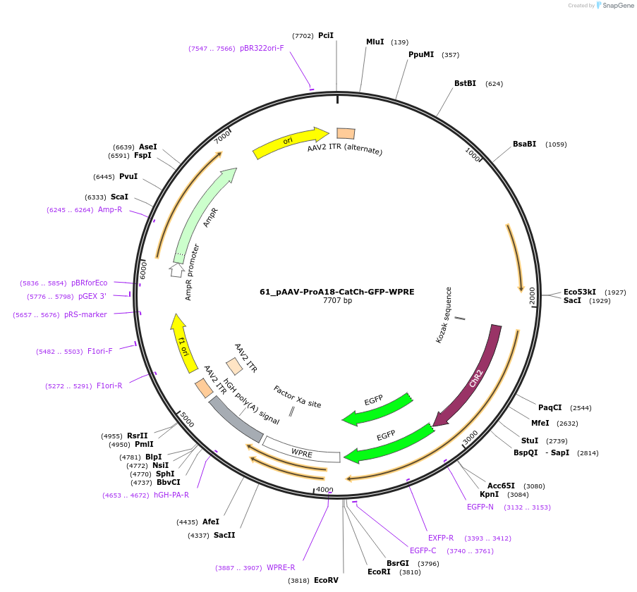 125901-plasmid-map-sequence-id-257069