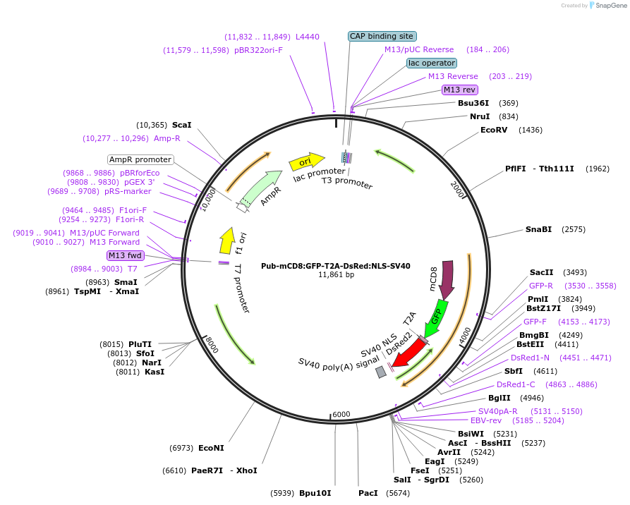 130665-plasmid-map-sequence-id-257074