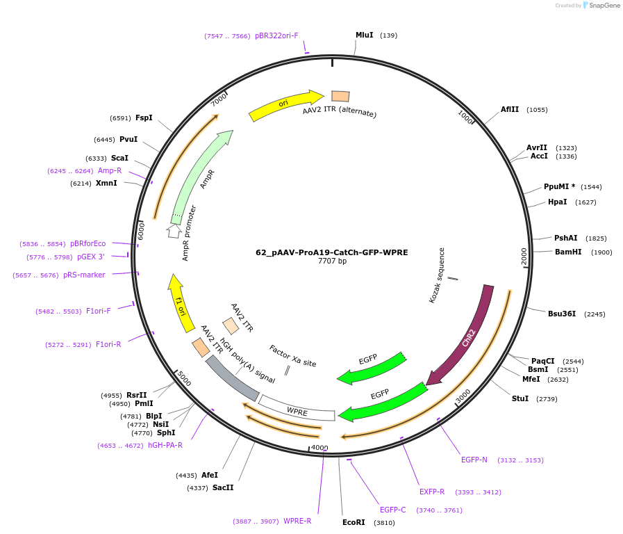 125902-plasmid-map-sequence-id-257081