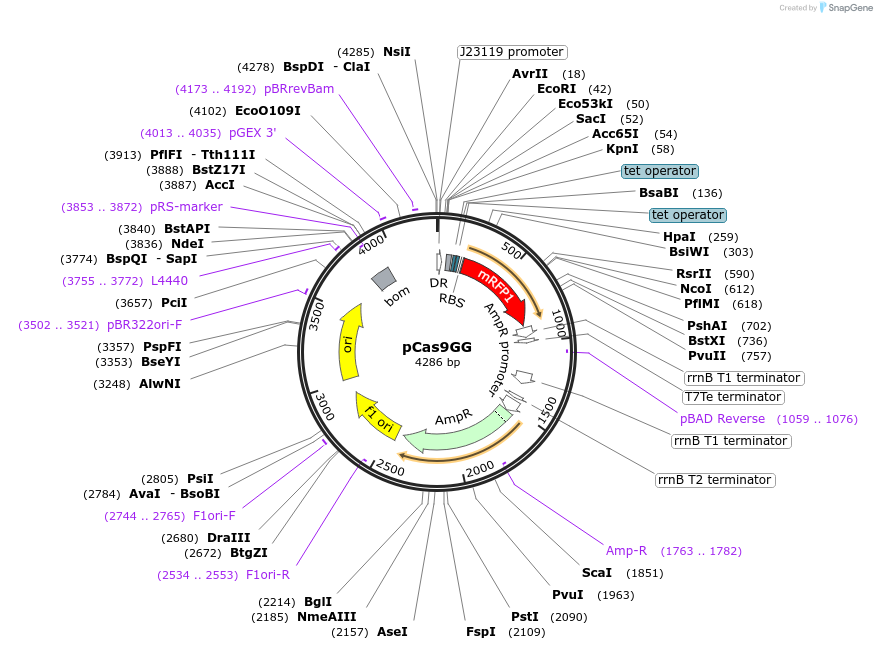 131009-plasmid-map-sequence-id-257082