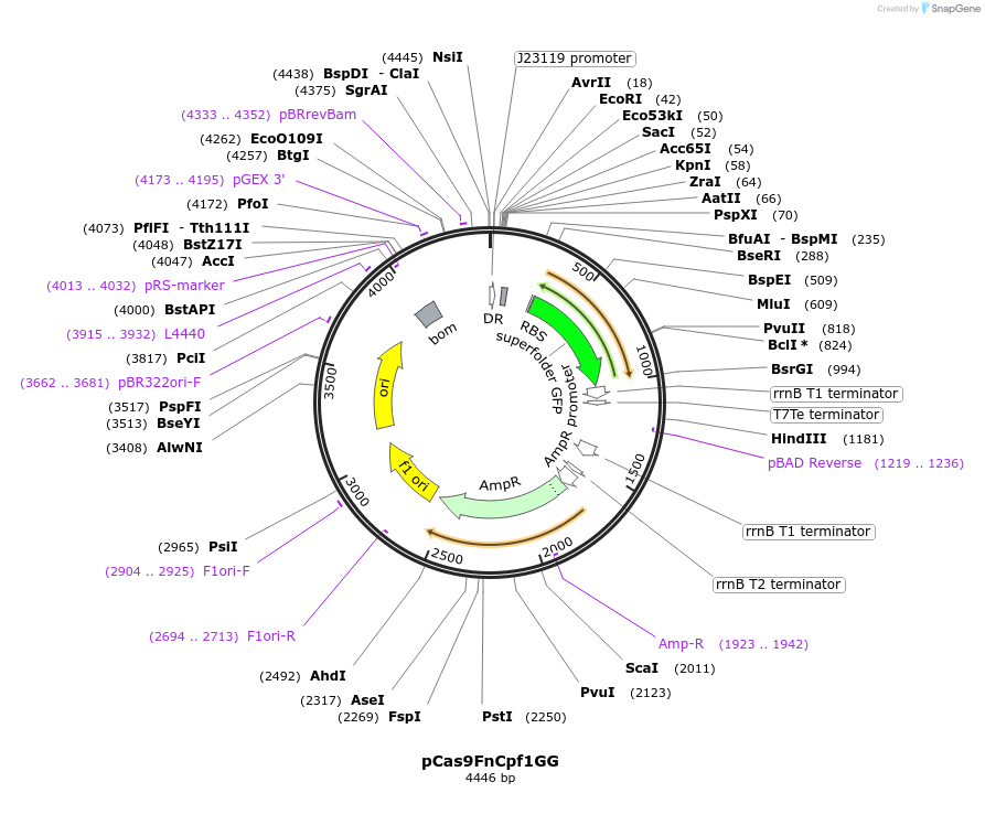 131013-plasmid-map-sequence-id-257083