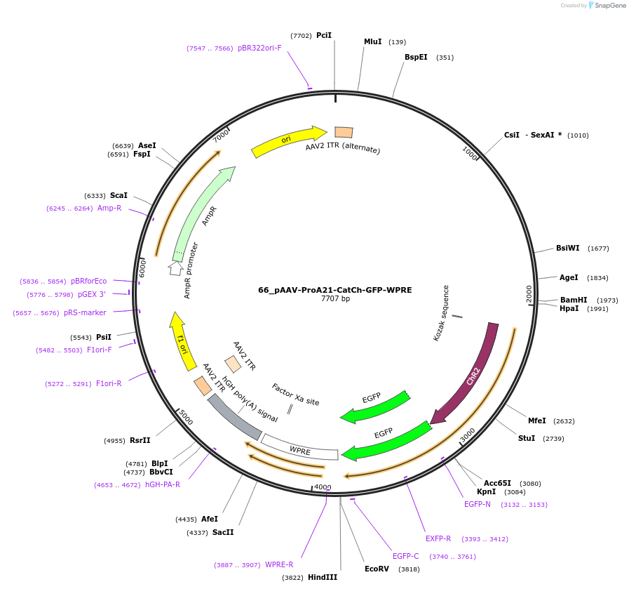 125904-plasmid-map-sequence-id-257085