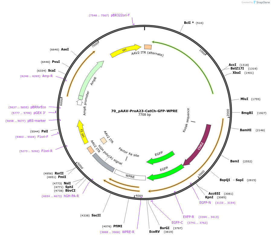 125906-plasmid-map-sequence-id-257088