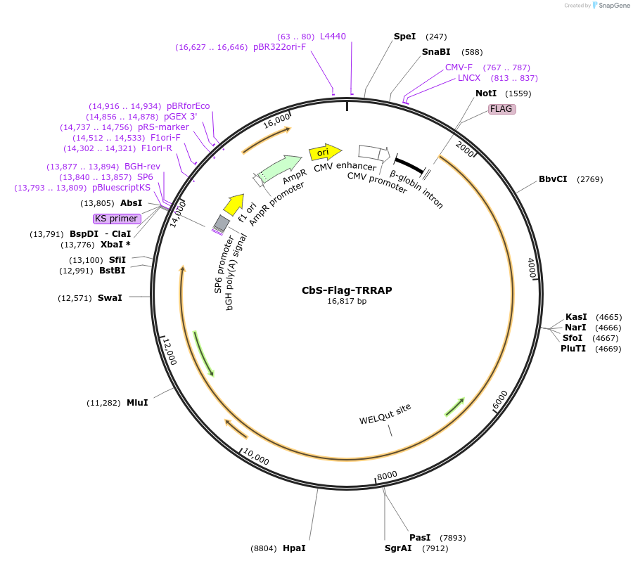 32103-plasmid-map-sequence-id-257090