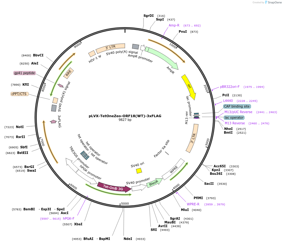 129746-plasmid-map-sequence-id-257091