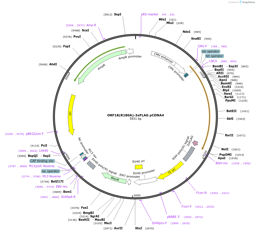 129806-plasmid-map-sequence-id-257105